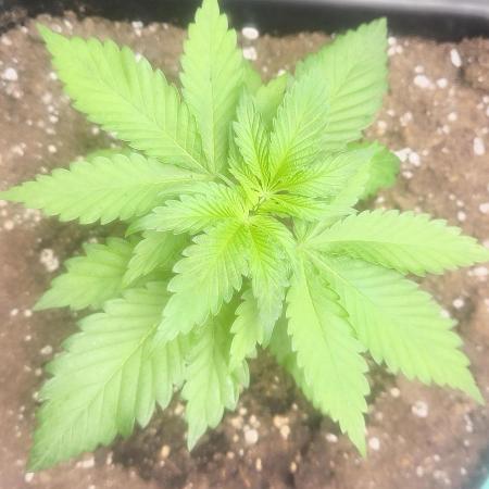 Sunday Punch Early Version