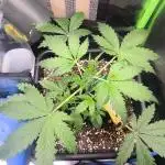 CBD Auto 20:1 Fast Buds