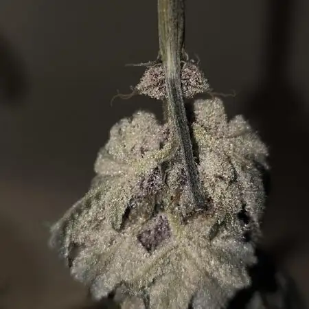 Blueberry