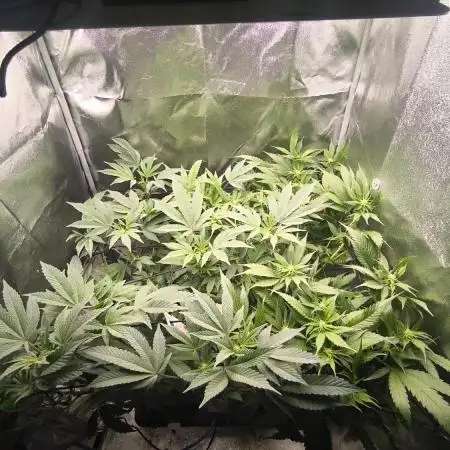 Bruce Banner,Gorilla Skittlez