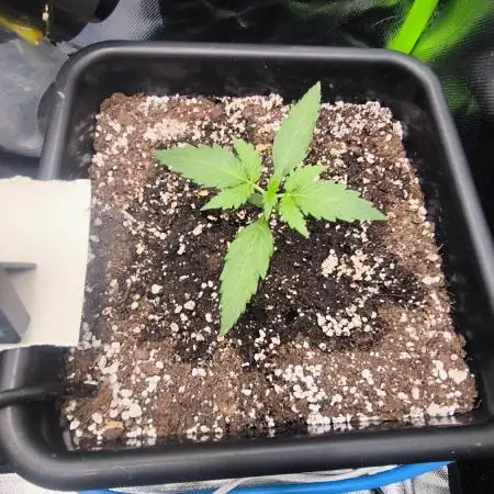 CBD Auto 20:1 Fast Buds