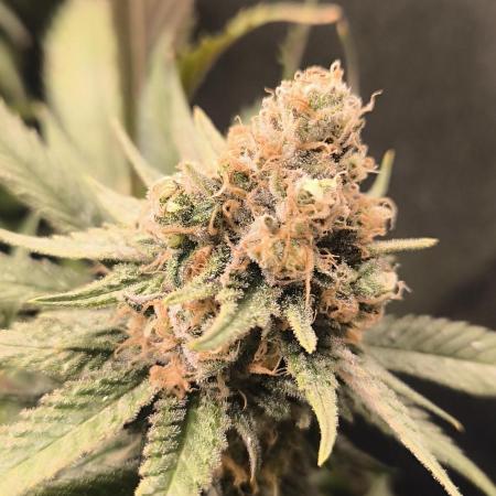 Bruce Banner,Gorilla Skittlez