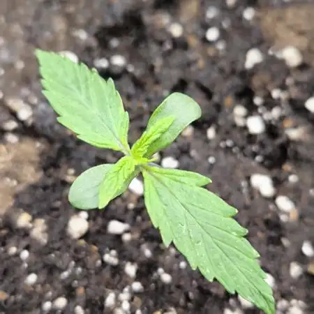 CBD Auto 20:1 Fast Buds