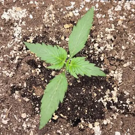 CBD Auto 20:1 Fast Buds
