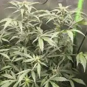 CBD Auto 20:1 Fast Buds