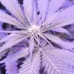 Gorilla Skittlez,Girl scout  Cookies