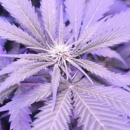 Gorilla Skittlez,Girl scout  Cookies