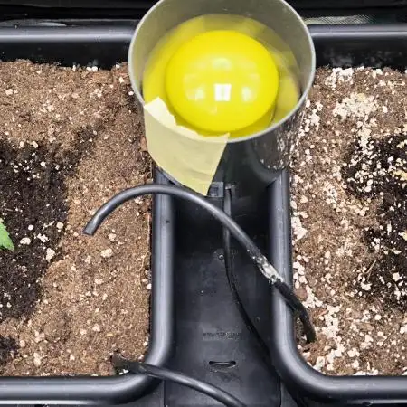 CBD Auto 20:1 Fast Buds