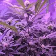 Gorilla Skittlez,Girl scout  Cookies