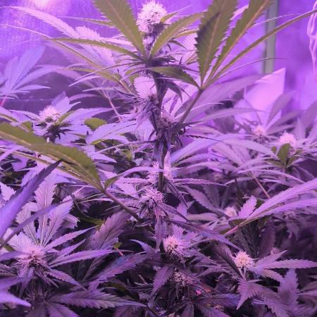 Gorilla Skittlez,Girl scout  Cookies