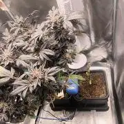 Bruce Banner,Gorilla Skittlez