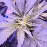 Gorilla Skittlez,Girl scout  Cookies