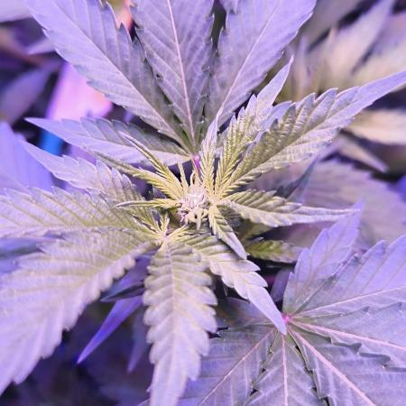 Gorilla Skittlez,Girl scout  Cookies