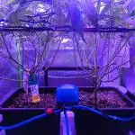 Gorilla Skittlez,Girl scout  Cookies