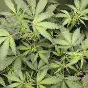 CBD Auto 20:1 Fast Buds