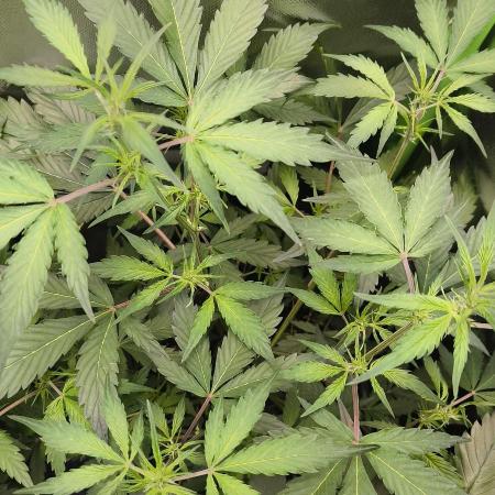 CBD Auto 20:1 Fast Buds