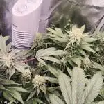 Bruce Banner,Gorilla Skittlez