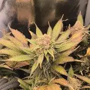 Bruce Banner,Gorilla Skittlez