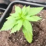 Sunday Punch Early Version