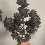 Bruce Banner,Gorilla Skittlez