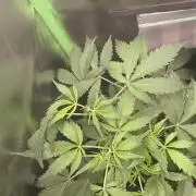 CBD Auto 20:1 Fast Buds