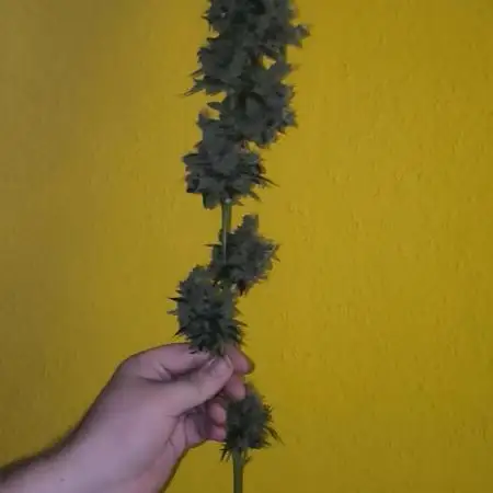 Wedding Cake Auto