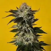 Gorilla Skittlez,Girl scout  Cookies