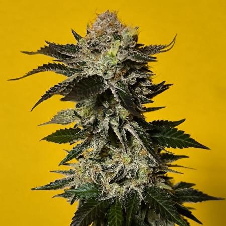 Gorilla Skittlez,Girl scout  Cookies