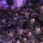 Bruce Banner,Gorilla Skittlez