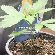 Lemon Power Haze,Choco Haze