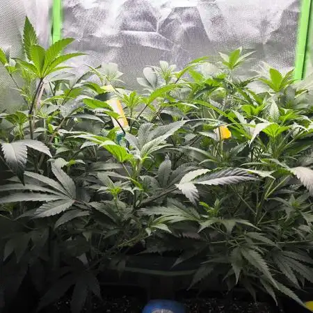 Gorilla skittlez