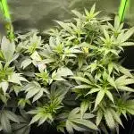 Bruce Banner Dark Horse Genetics