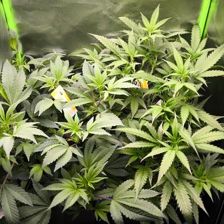 Bruce Banner Dark Horse Genetics