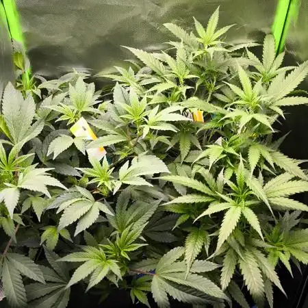 Bruce Banner,Gorilla skittlez