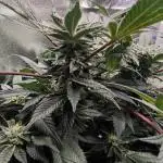 Bruce Banner,Gorilla Skittlez