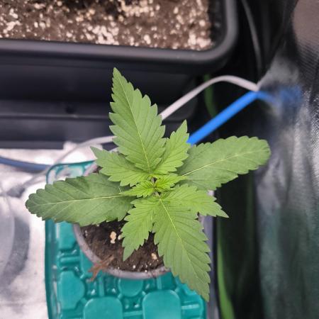 Sunday Punch Early Version