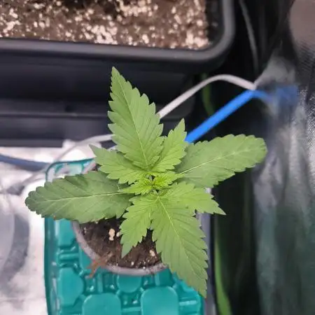 Sunday Punch Early Version