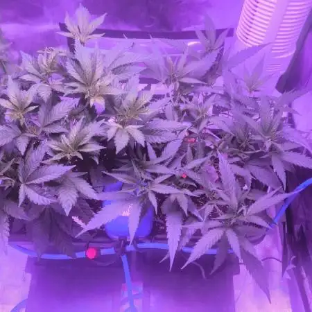 Gorilla Skittlez,Girl scout  Cookies