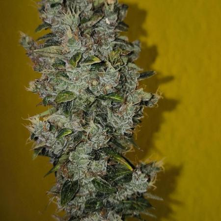 Wedding Cake Auto