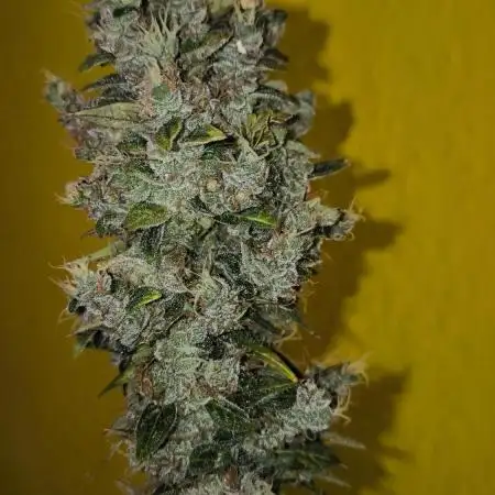 Wedding Cake Auto