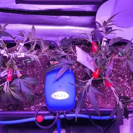 Gorilla Skittlez,Girl scout  Cookies