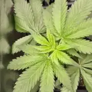 Sunday Punch Early Version