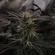 Bruce Banner,Gorilla Skittlez