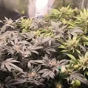 Bruce Banner,Gorilla Skittlez