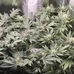 Bruce Banner,Gorilla Skittlez