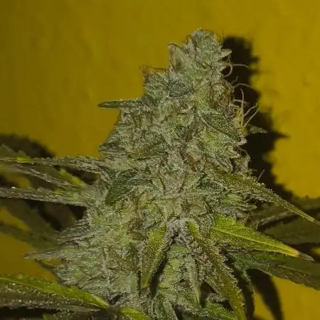F1 Hyperion