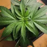 Sunday Punch Early Version