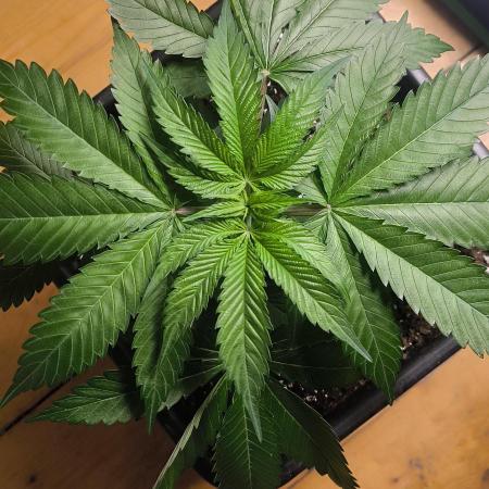 Sunday Punch Early Version