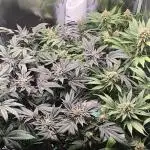 Bruce Banner,Gorilla Skittlez