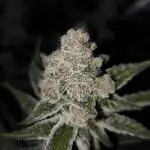 Blueberry